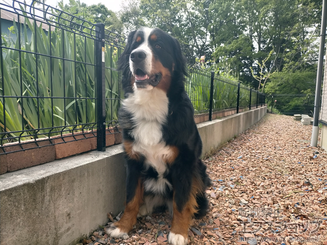 長野県上伊那郡箕輪町ののフェンス・柵 イーネットフェンス 3F型 自由柱施工 施工例