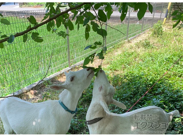 愛知県のLIXIL(リクシル)のフェンス・柵・塀 ハイグリッドフェンスN8型 フリーポールタイプ 施工例