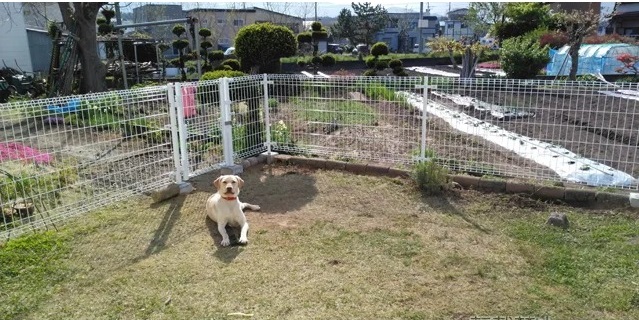 ドッグラン