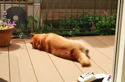 �q����y�b�g�̗V�я�₭�났�X�y�[�X�ɂ��œK